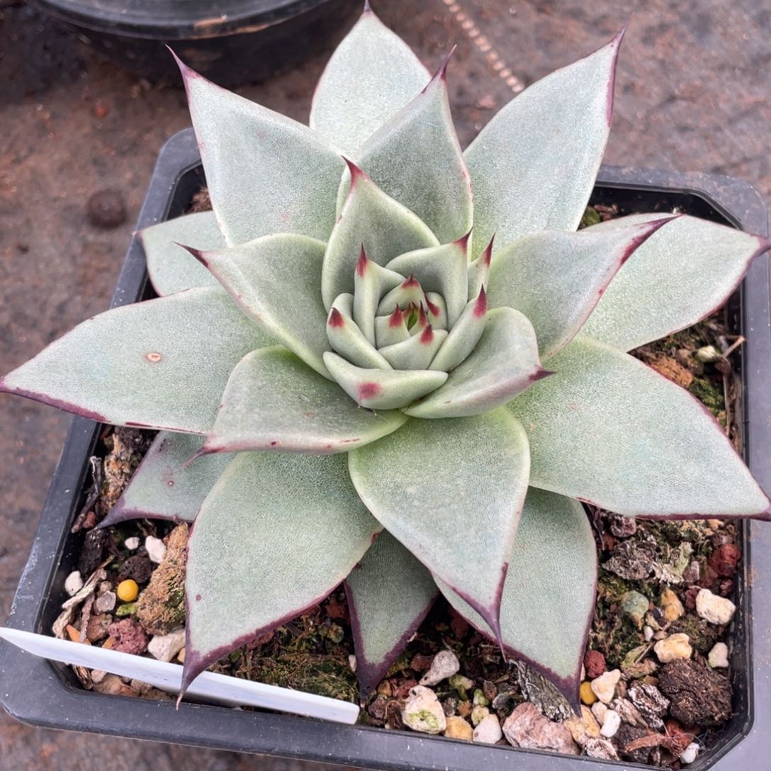 多肉植物多肉植物2222