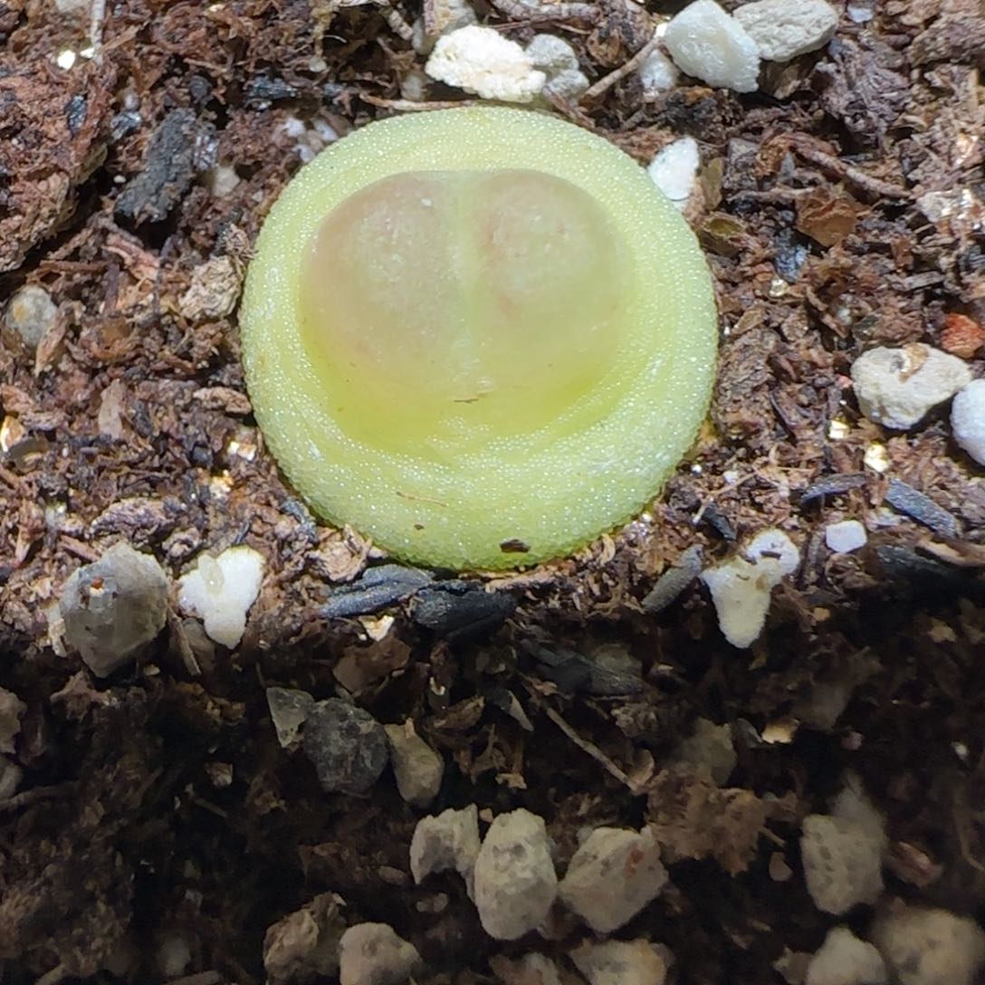 肉锥多肉植物百科2-sh1200拉登1595