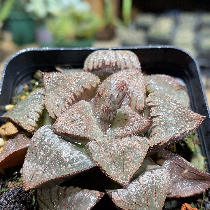 完美主义者勿拍十二卷121243