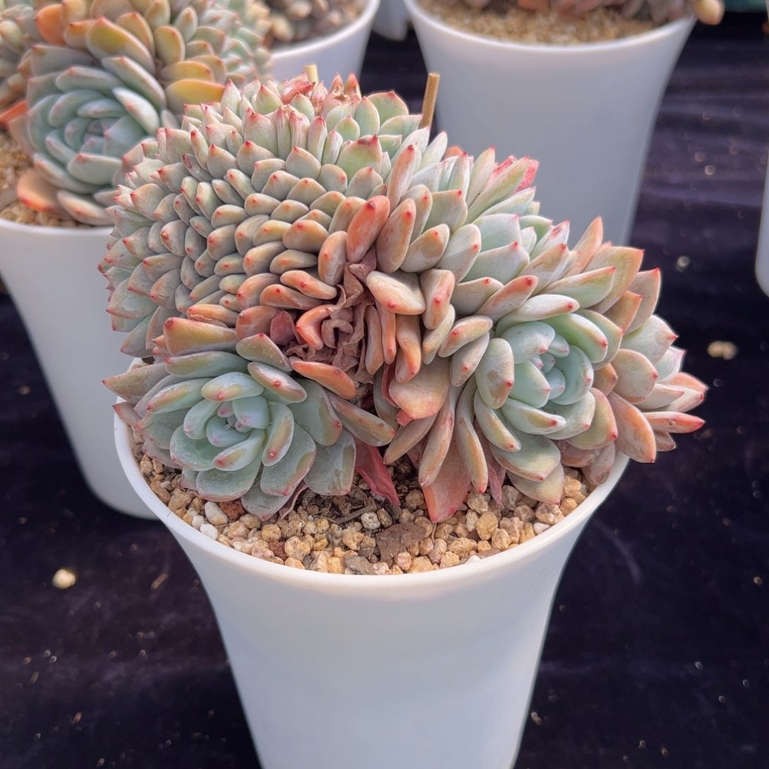 橙*新年快乐 新年快乐