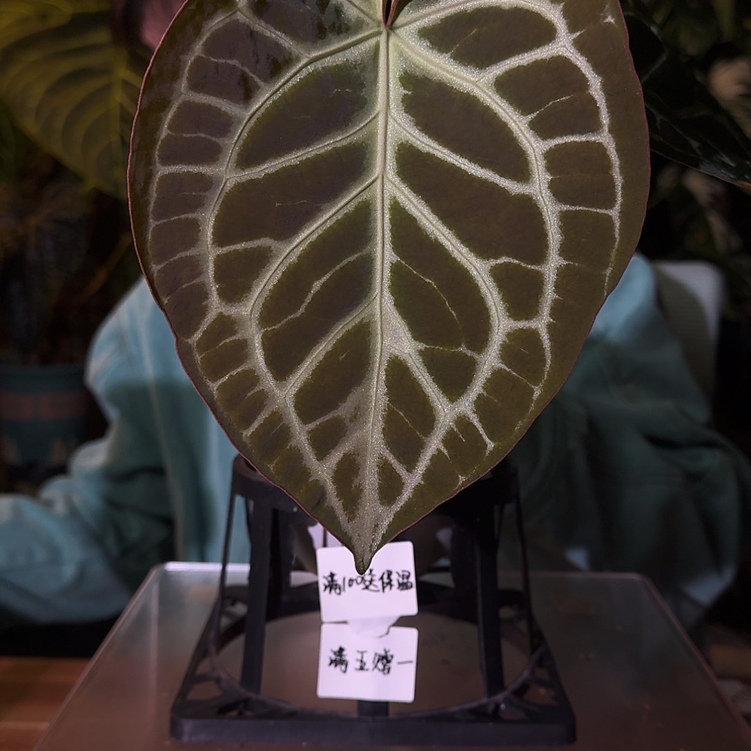 不开花植物B119skg银杂极品小钻石