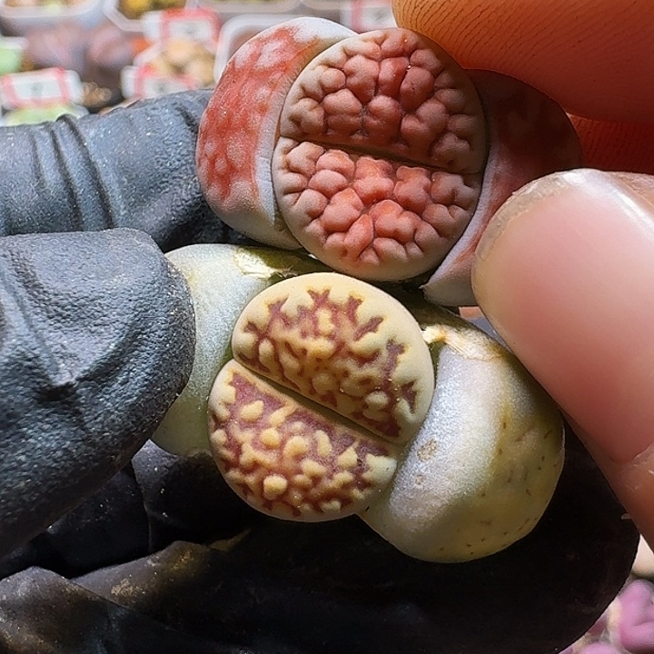 生石花111111。  187
