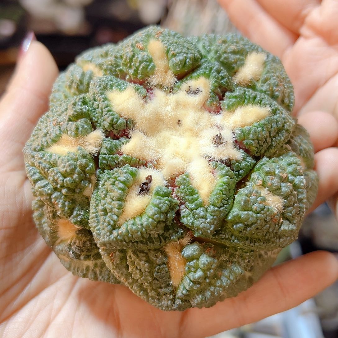 晚10号苗接无根龟甲连山8.1公分