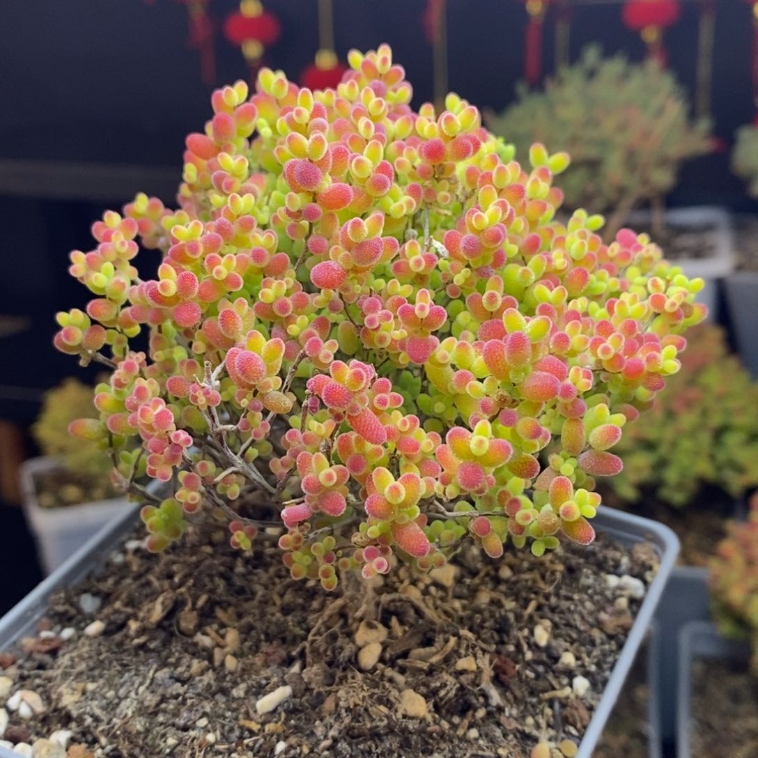 327号蜜橘糖球枝干多肉