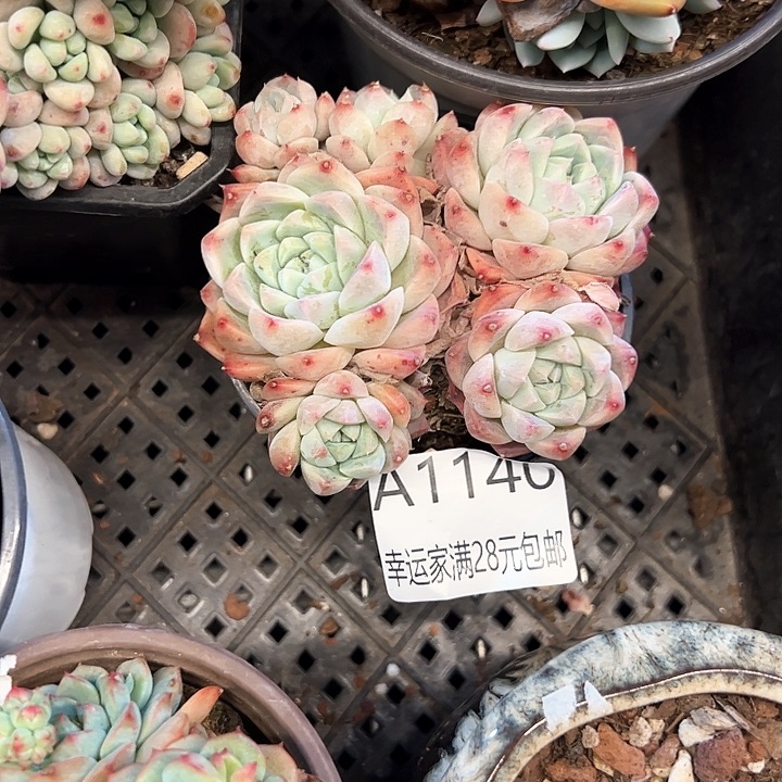 幸运的是我的朋友