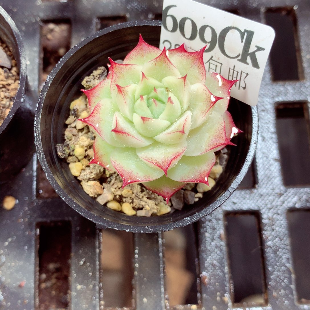 5厘米盆精控多肉609