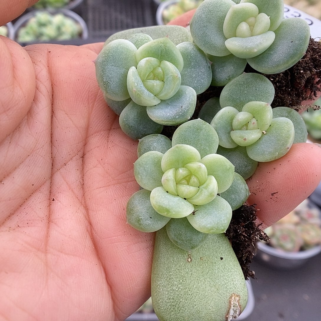 一物一拍一物一拍911-232