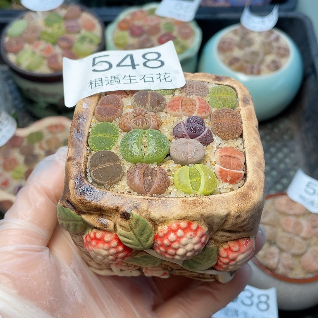 相遇生石花链接548