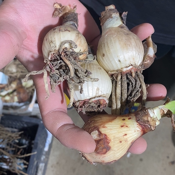 蔓越莓四颗装3以上朱顶红红