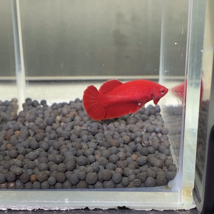 斗鱼泰国斗鱼162号