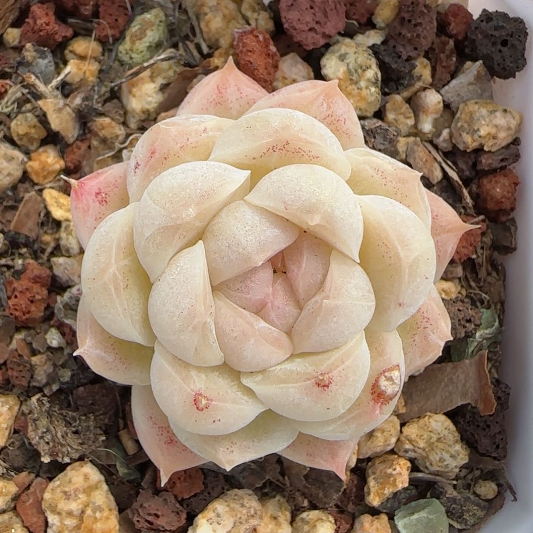 花语逸境0219-728