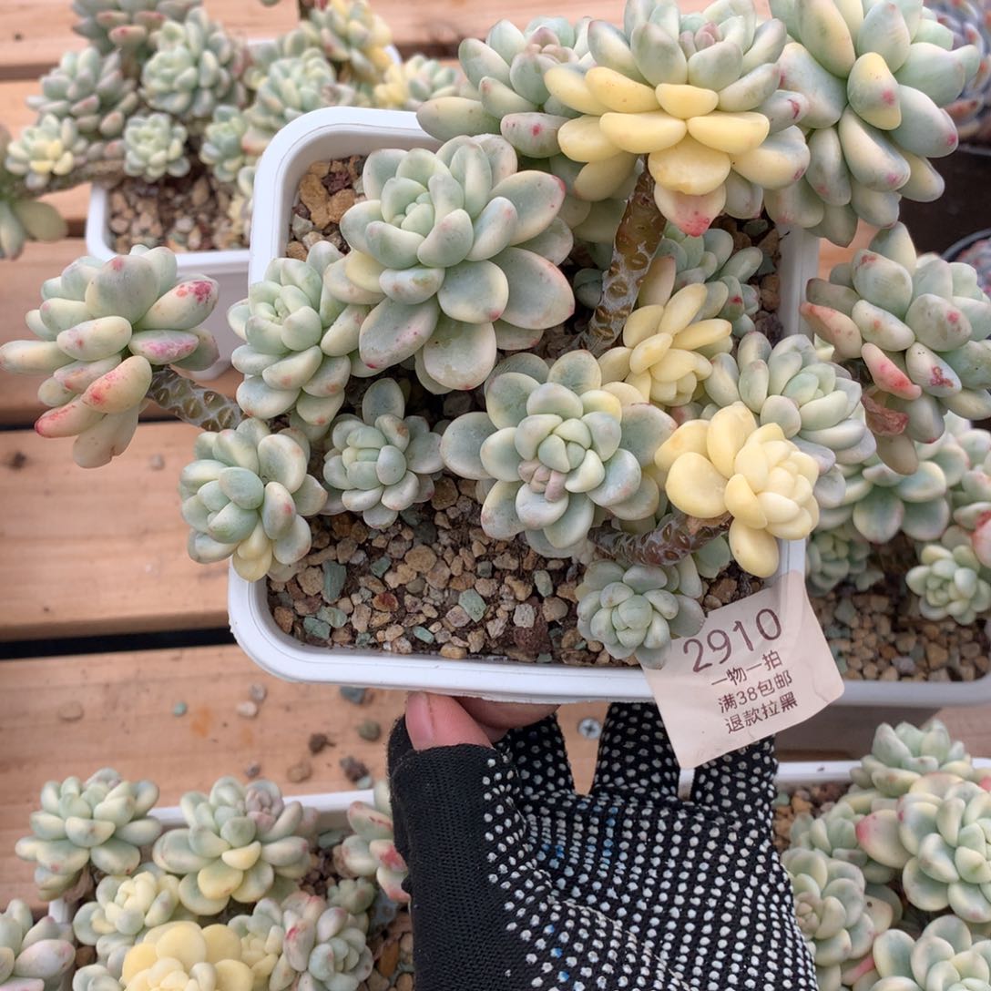 20厘米群生有砍劳尔锦2910