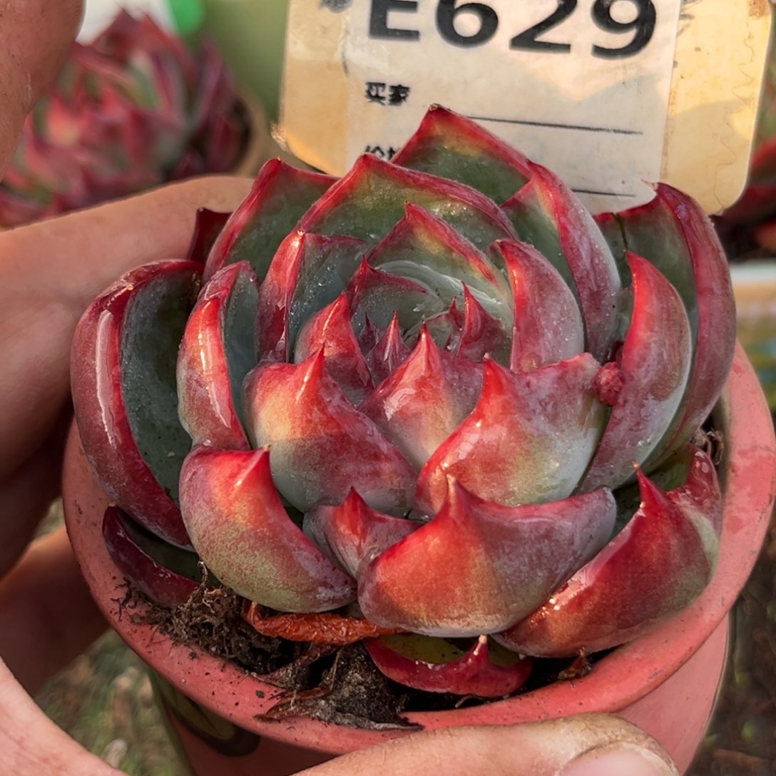 惊鸿一瞥629号多肉