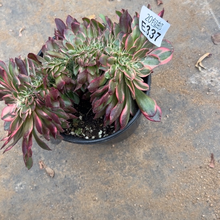 多肉植物337种植物