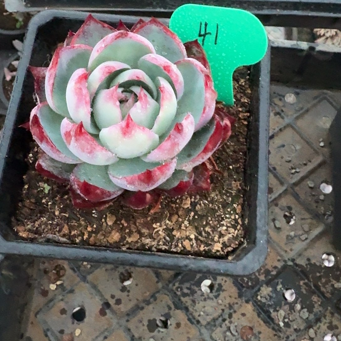 41粉丝福利惊鸿仙子