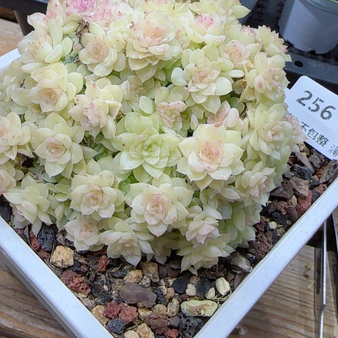 【闪购商品】0306-256麦杆（小也专拍）