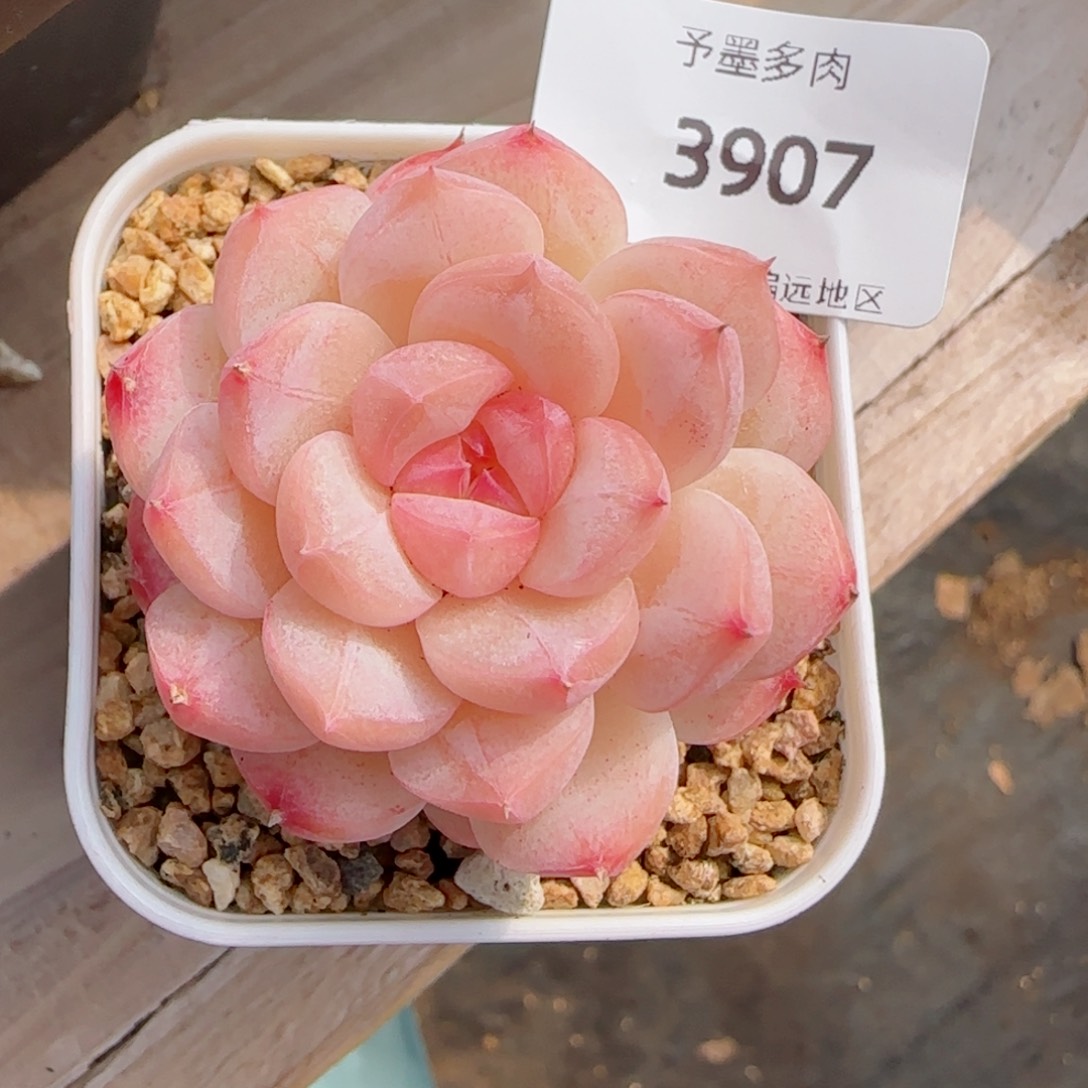 美心，3907多肉植物