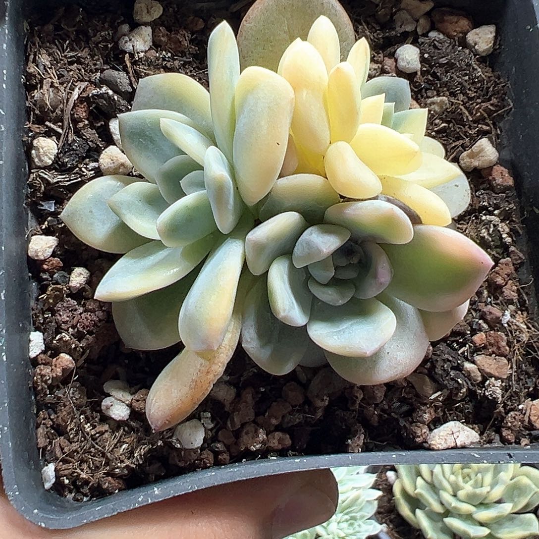 梦露锦小方花圃一物一拍