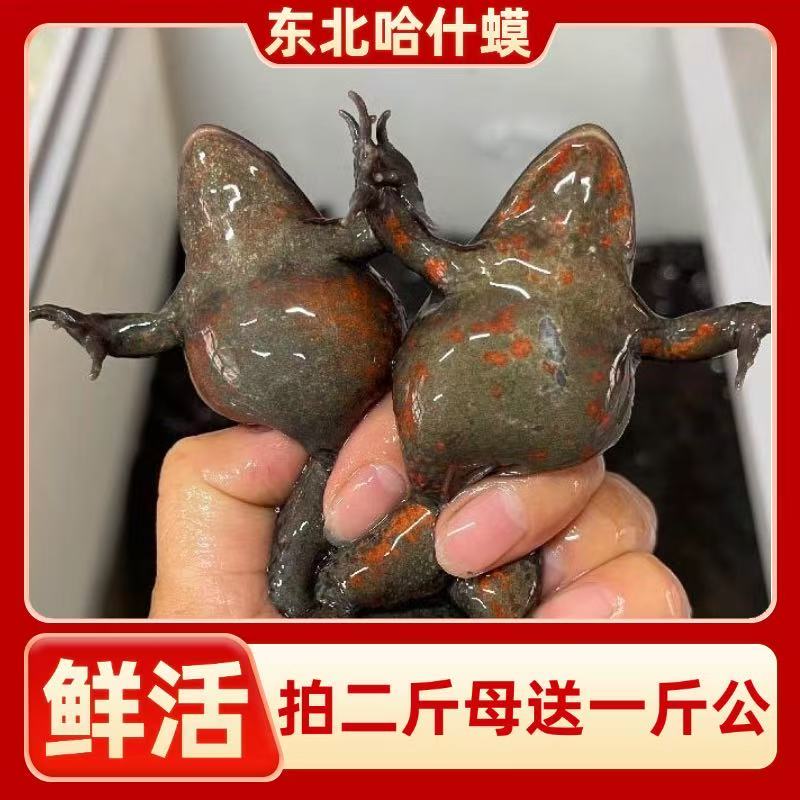 鲜活哈什蚂 满籽满油 红肚哈士蟆 东北林蛙