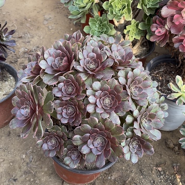 多肉植物法师半夏22