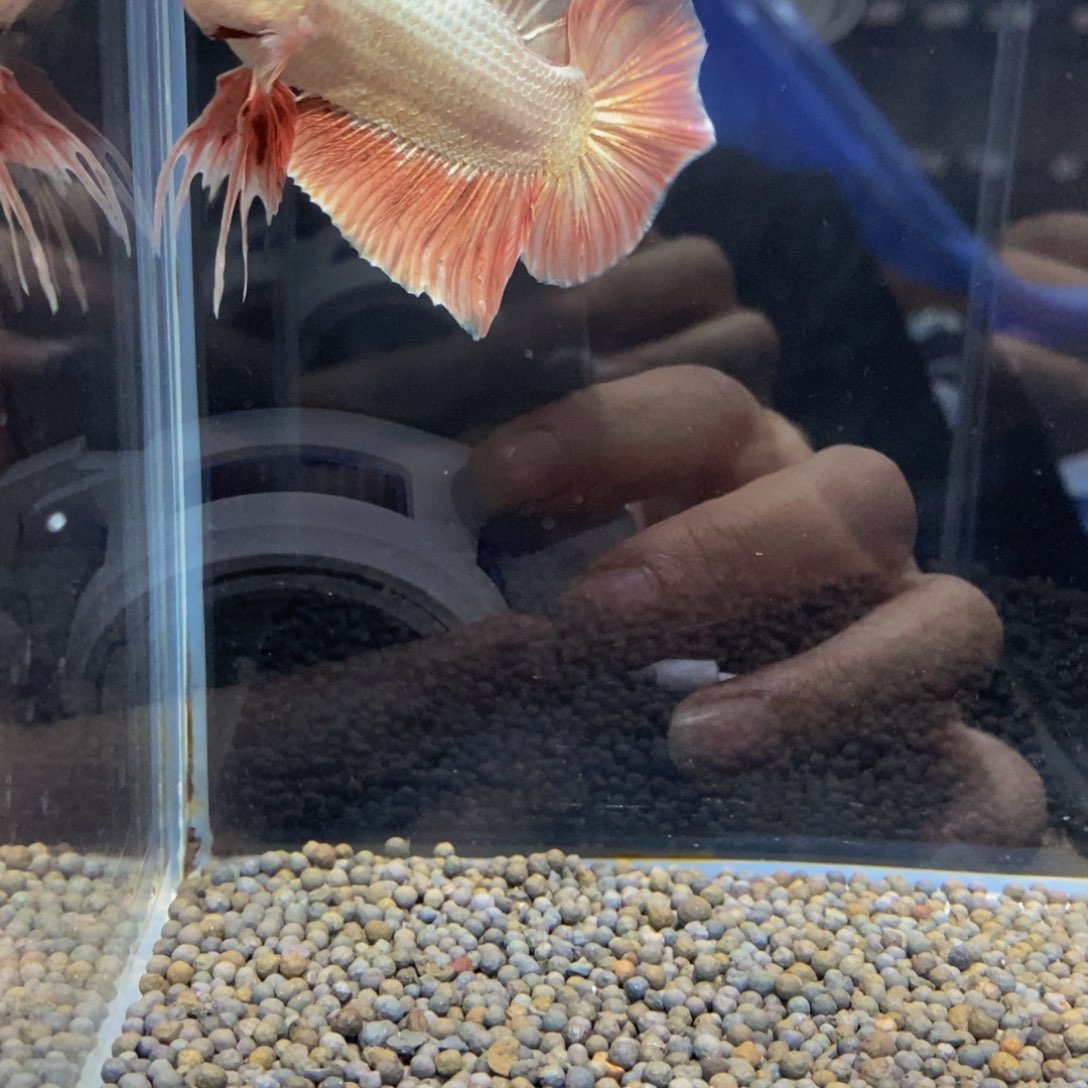 斗鱼帅***鸭371巨斗巨斗