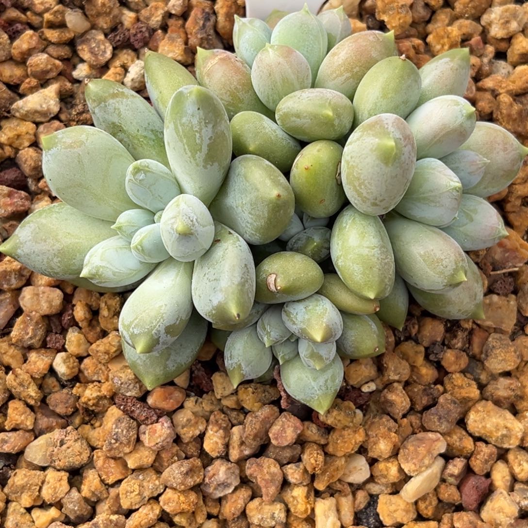 海豚体哥特多肉植物18