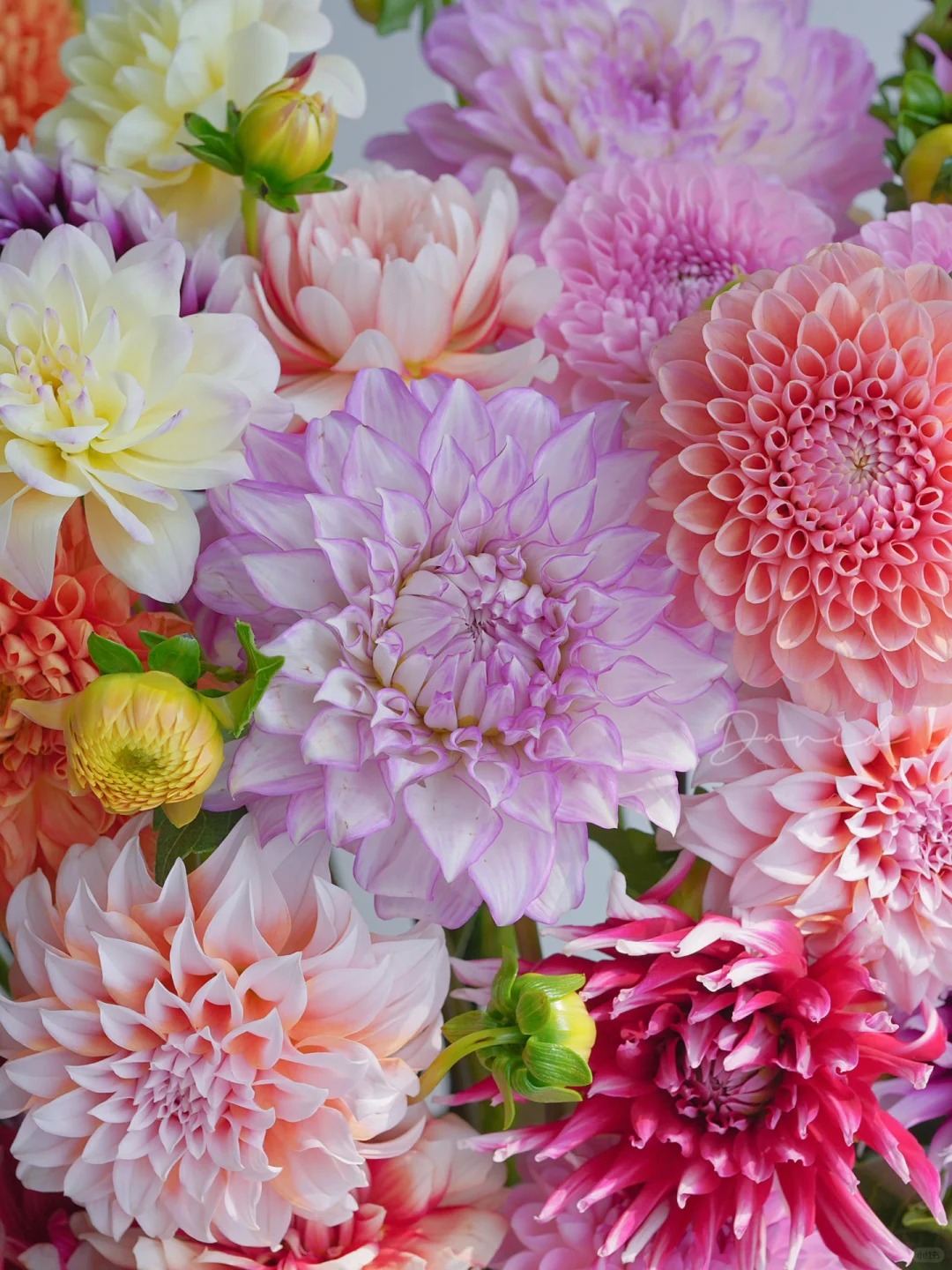 婵之语稀有小众品种2扎10支 随机色大丽花鲜切花