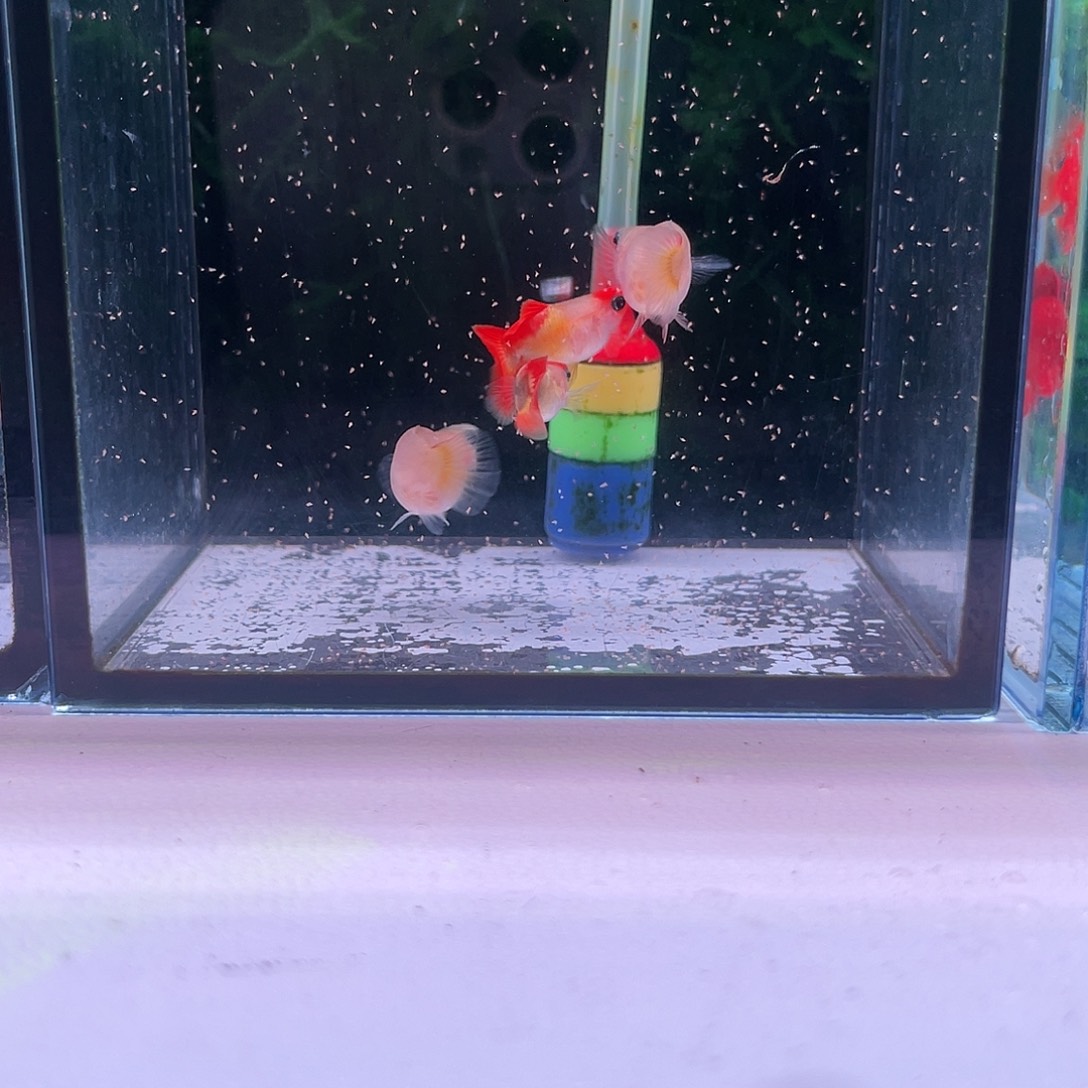 黑玛丽鱼炫彩皇冠玻璃猫2对