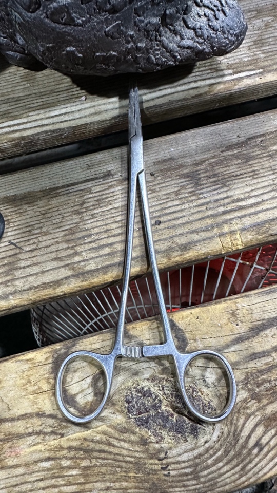 欢喜绿菊仙女杯啊