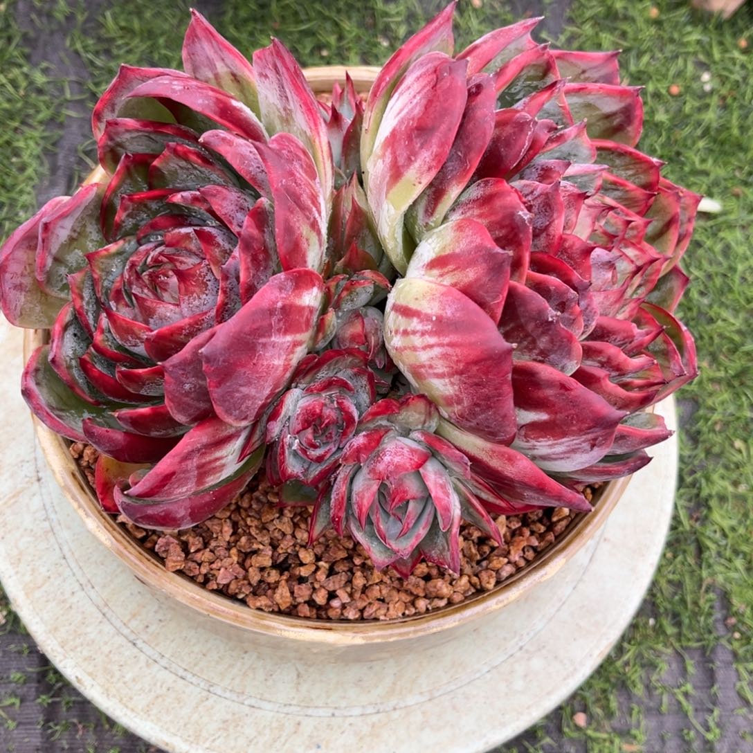 12头惊鸿仙子无砍新疆西藏内蒙古不包邮