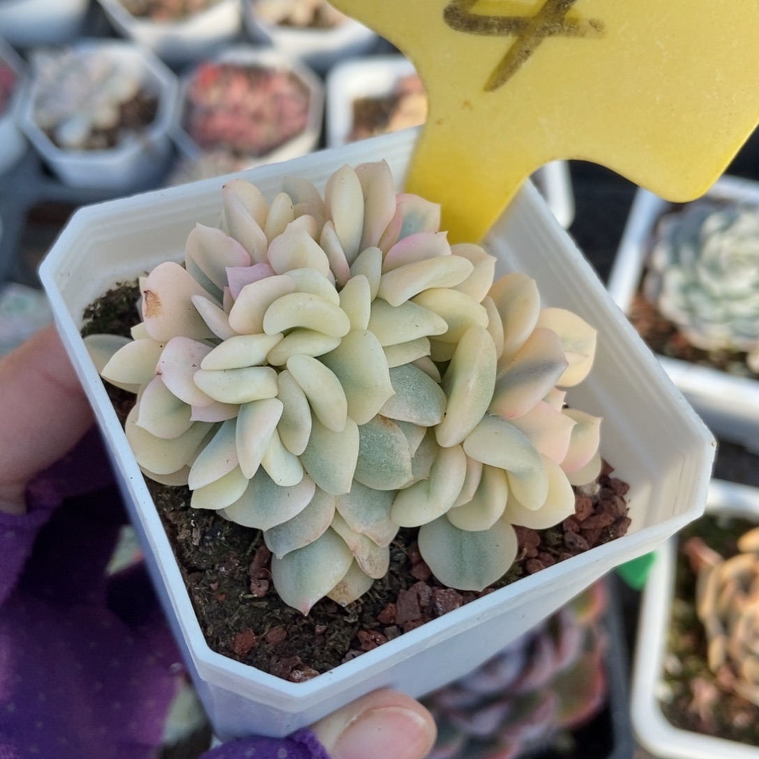 4雪精灵锦缀多肉植物