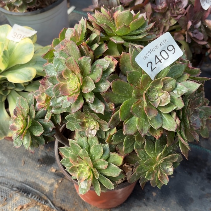 万圣节黄锦多肉法师2409