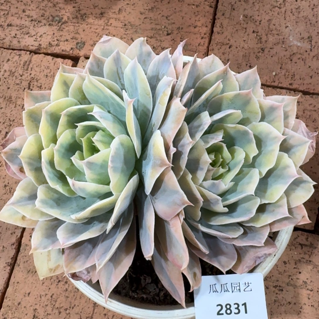 2831pink锦多肉植物