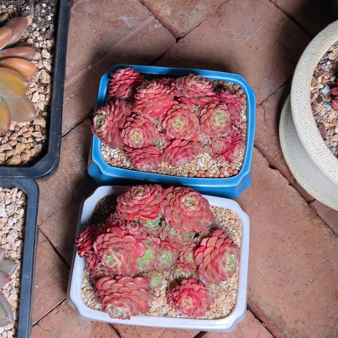 惊喜宝贝1111111111