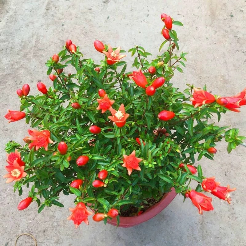 石榴树带花带花苞当年结果