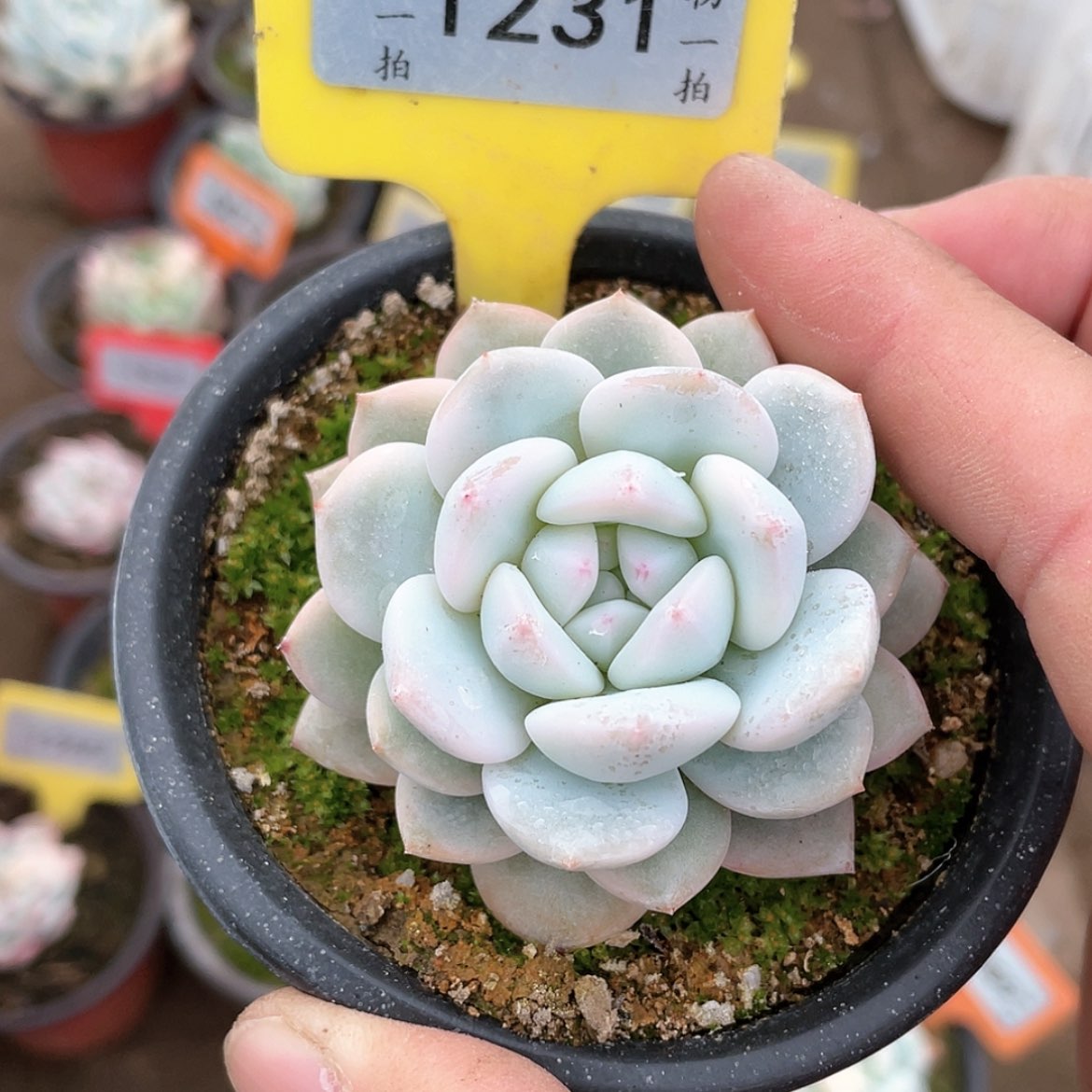 【闪购商品】1231号