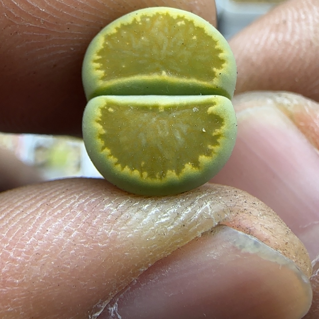 780 生石花大棚直播