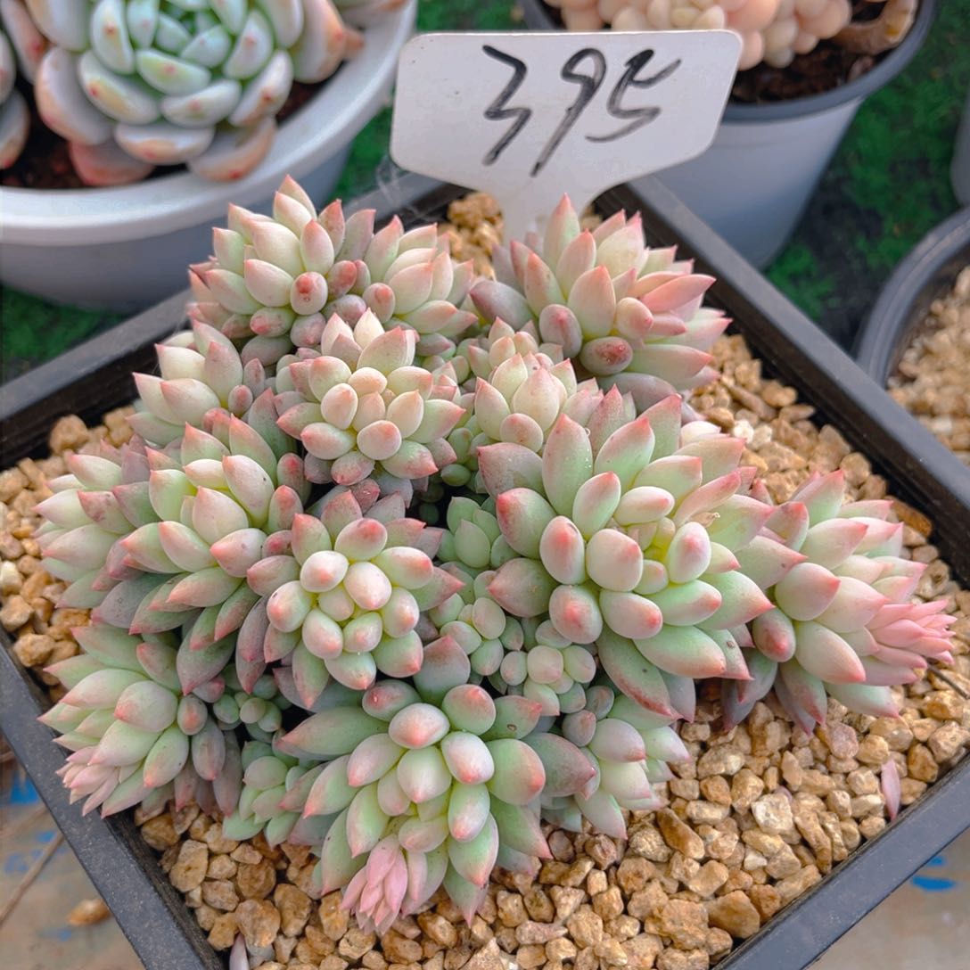 明珠美人8888888888