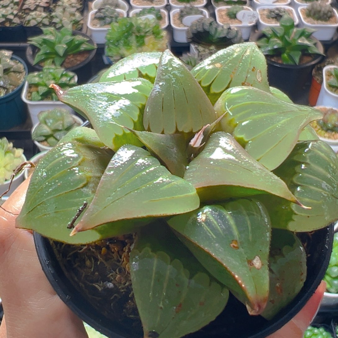 瑕疵媚凤万象盆玉露多肉一颗