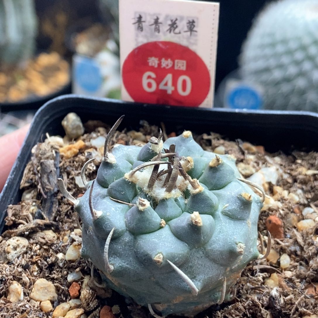 自根豪刺老娇丽3.4cm