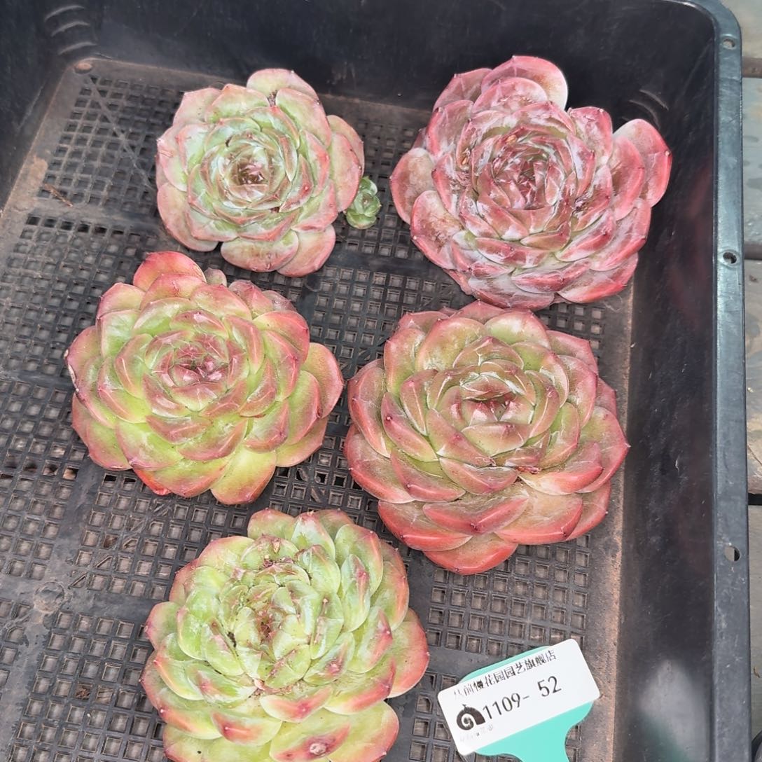 从前慢多肉精选编号1109.52