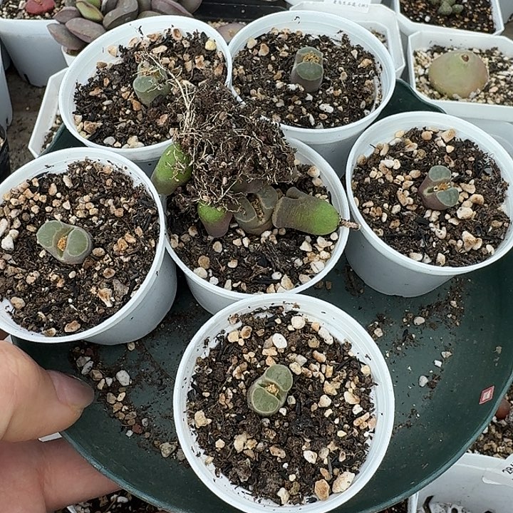 青***苔老马生石花磁铁238
