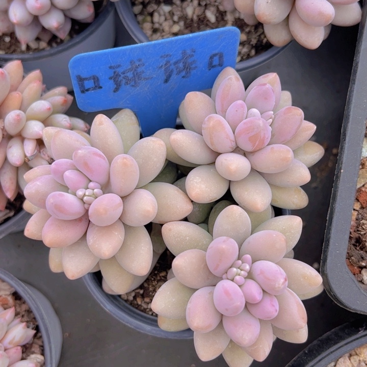 健健康康平平安安