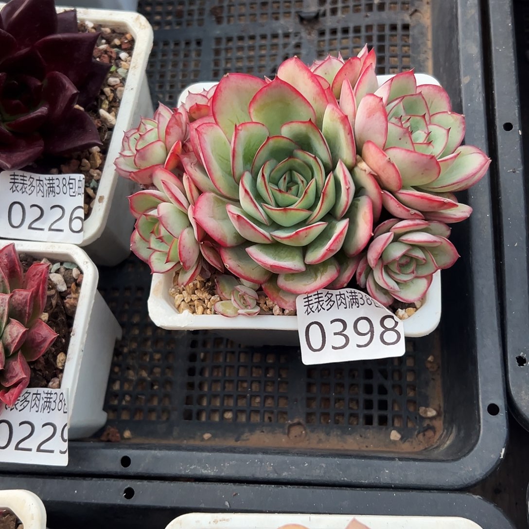 _****多肉一物一拍植物0398