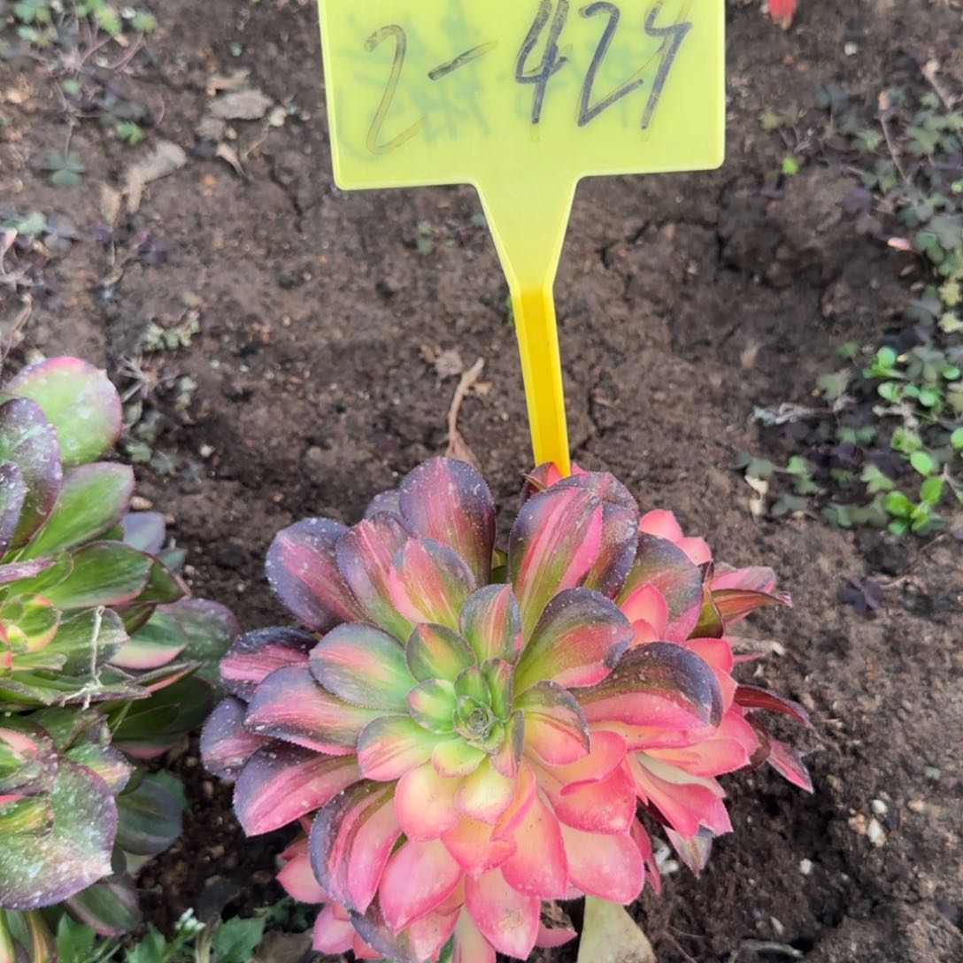 2-429---多头多肉植物