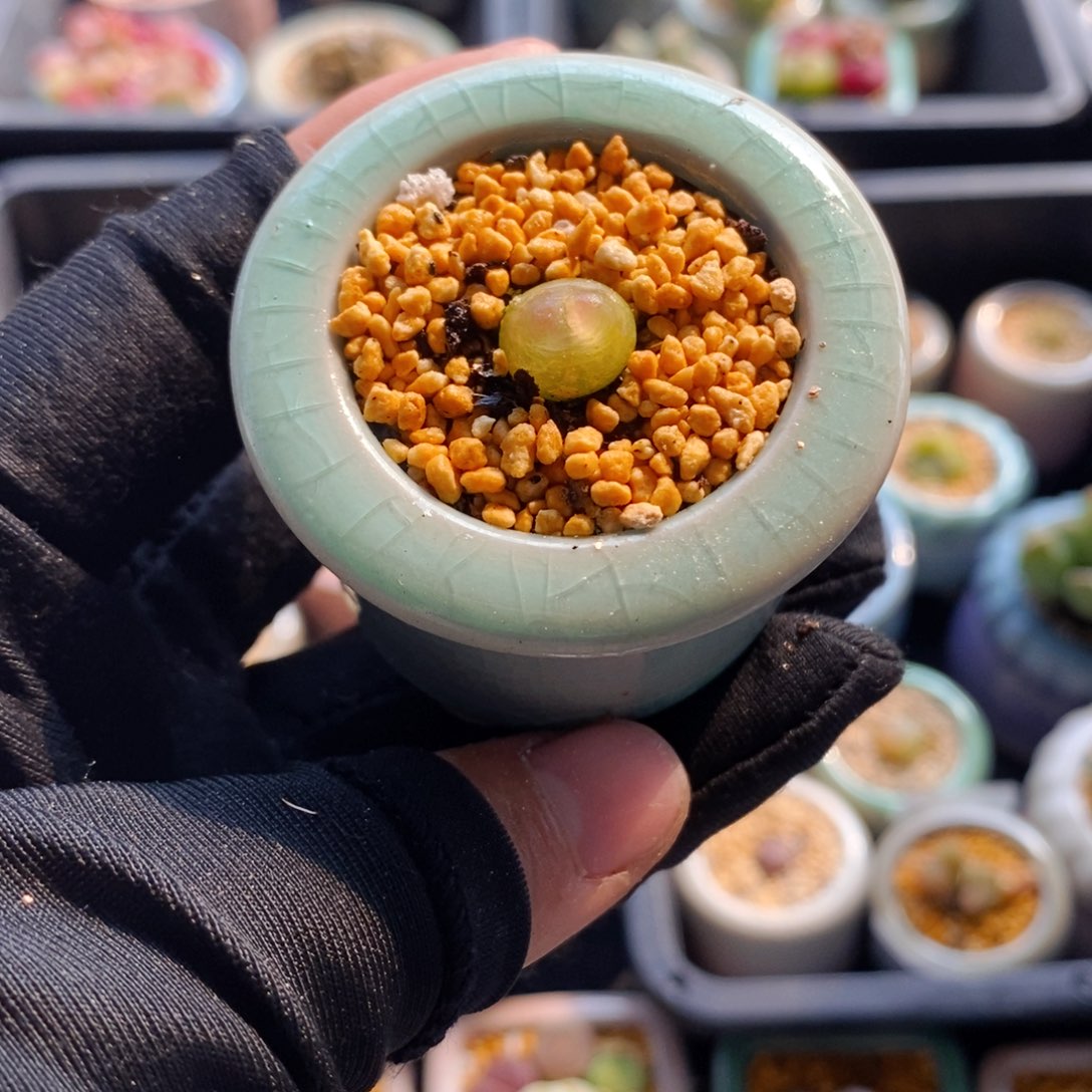 7411-一物一拍 带盆