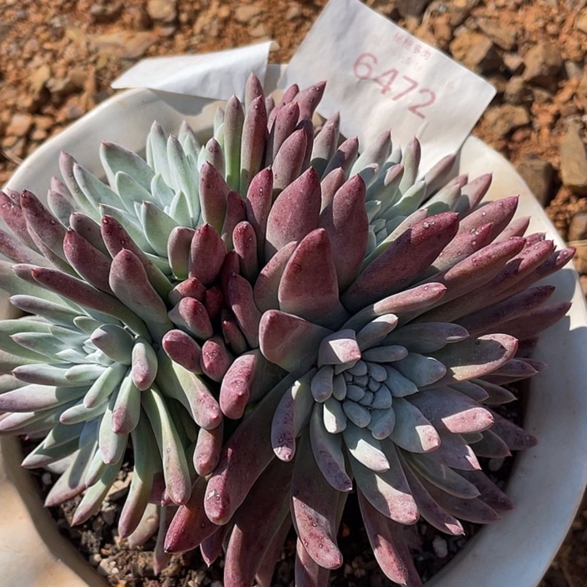 【闪购商品】韩版白姆