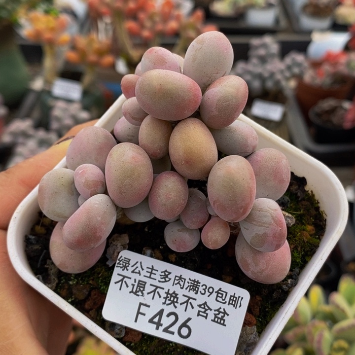 腰子桃蛋6cm426多肉植物