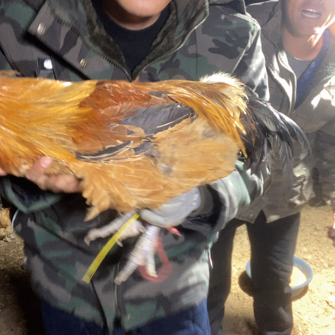 窜***猴一年半老母鸡中国大陆包装
