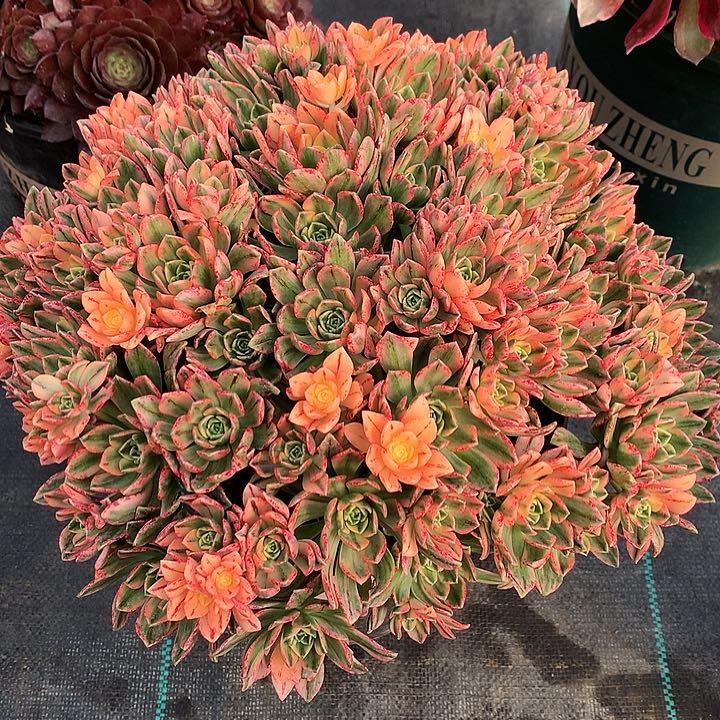 甜茶法师图片多肉植物